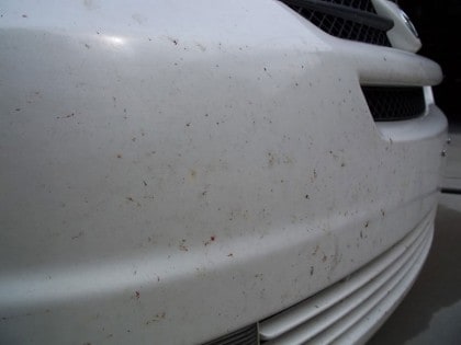 แมลงติดรถยนต์