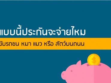 ขับรถชน หมา แมว หรือ สัตว์บนถนน