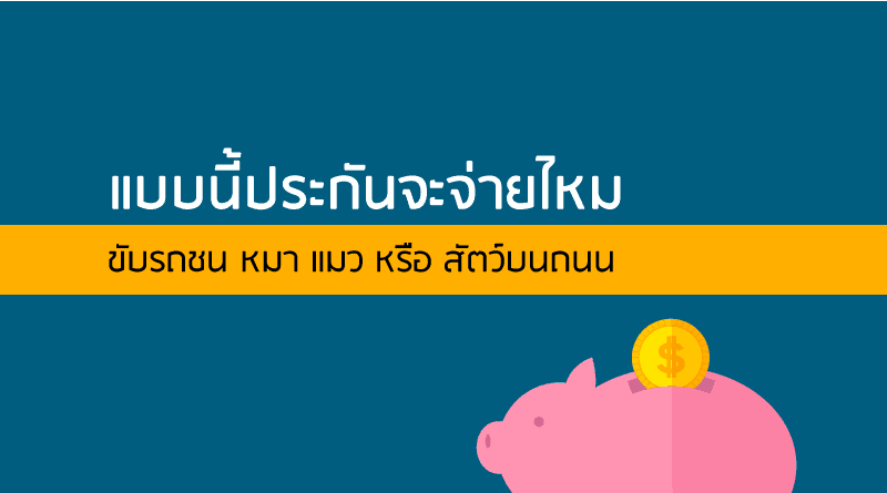 ขับรถชน หมา แมว หรือ สัตว์บนถนน 