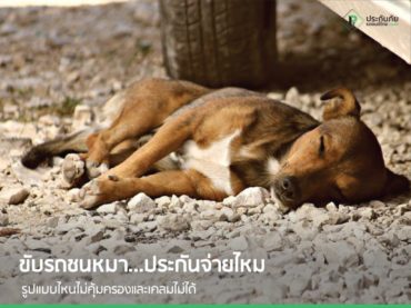 ขับรถชนหมา ประกันจ่ายไหม